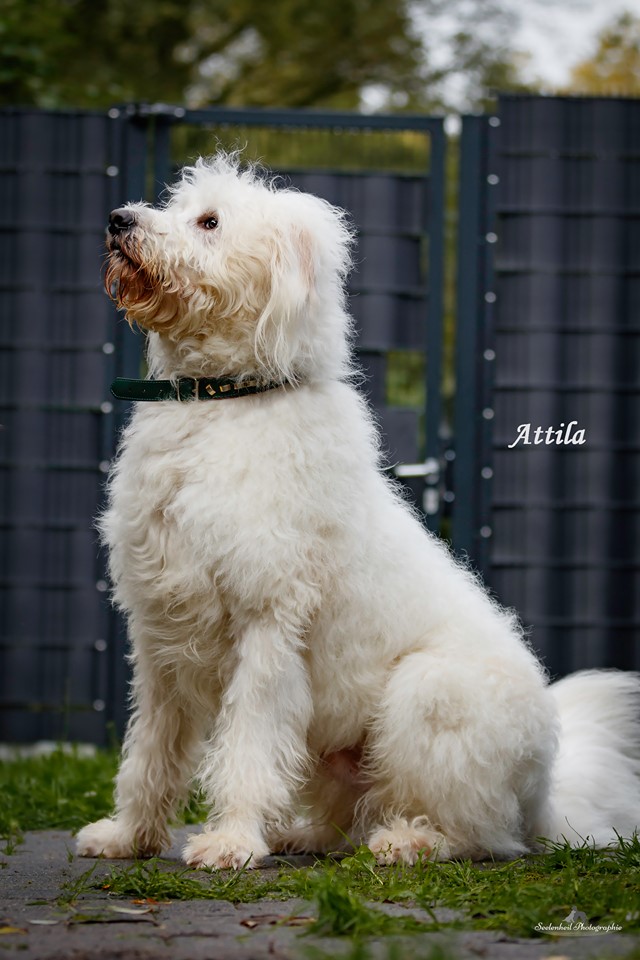 Hunde verstehen Herdenschutzhund Vermittlung